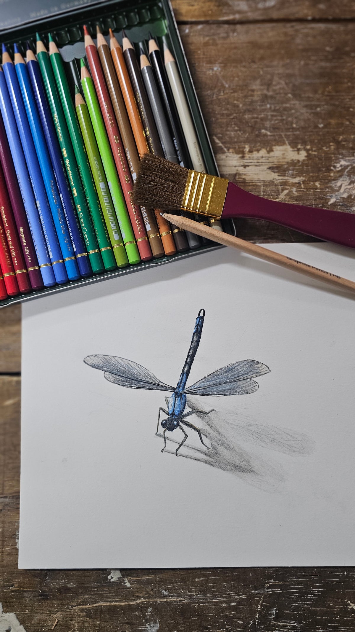 "Dragonfly" Coloured pencil original drawing