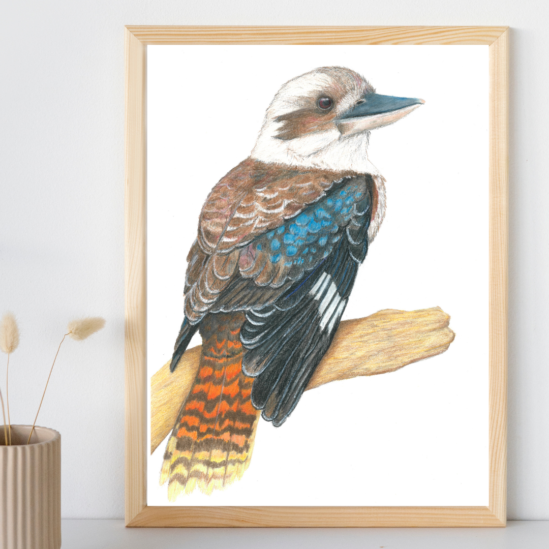 Kookaburra Prints