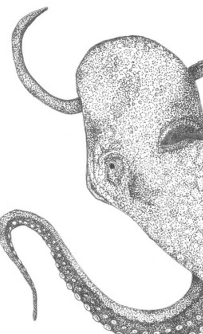 “Camouflage” Octopus Prints