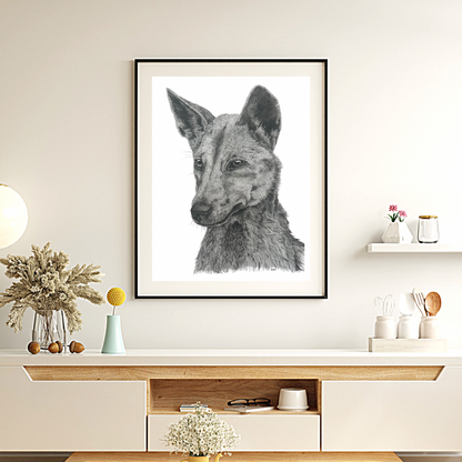 Dingo on K’gari (Fraser Island) Prints